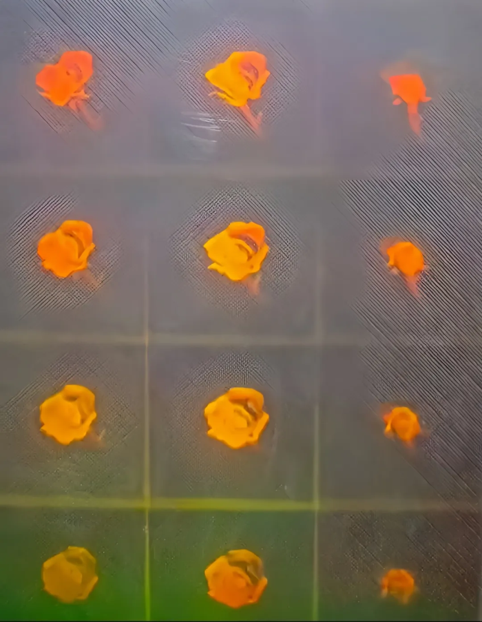 2026.4.6花海4 2026.4.6花海4